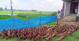হাঁস পালনে ৩ মাসে আয় লাখ টাকা